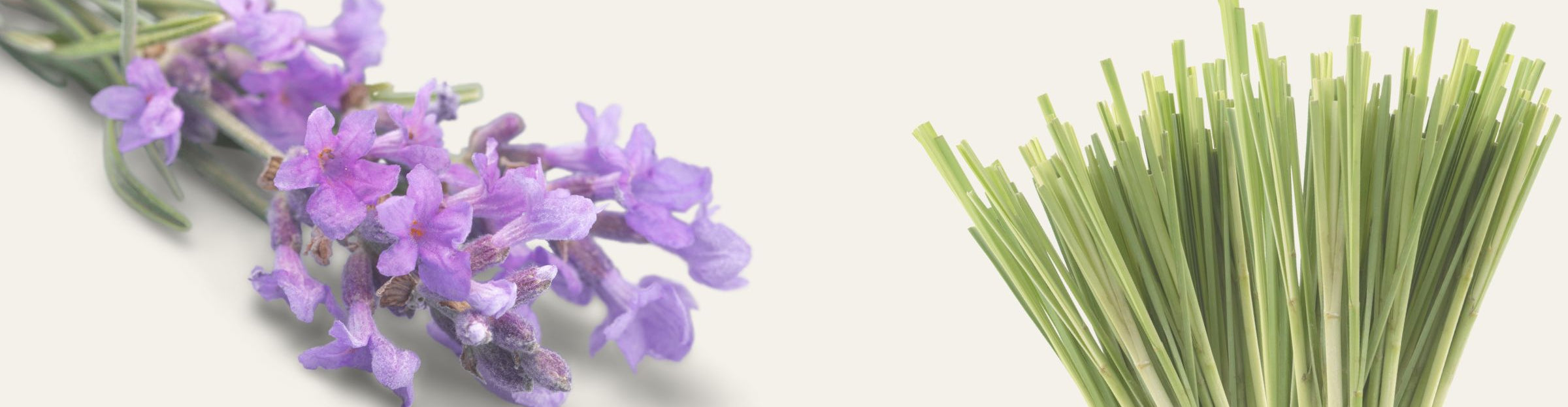 Bouquet of lavender flowers and bundle of green herbs on a white background