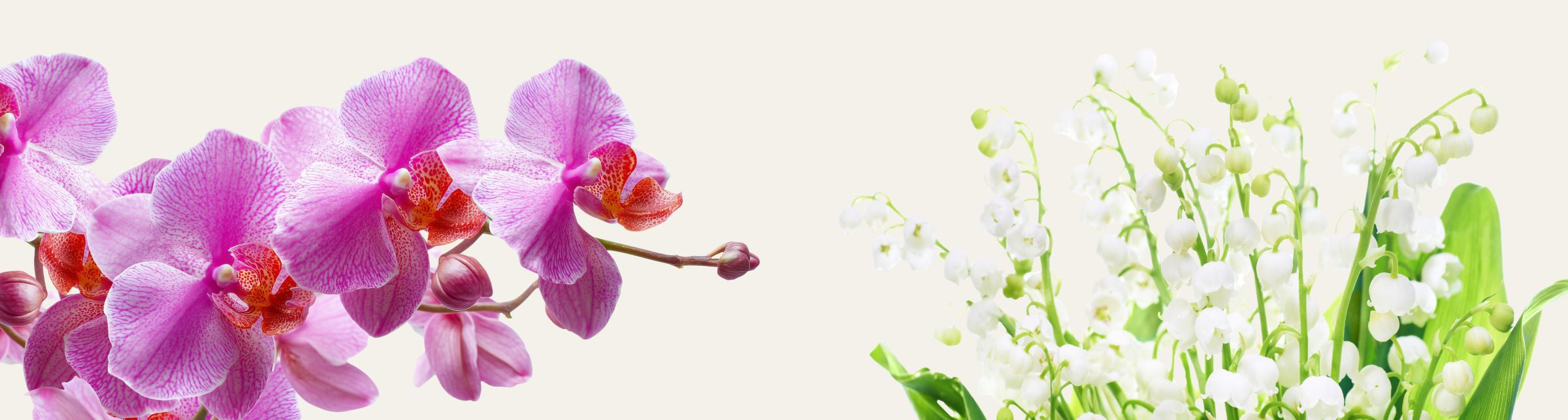 Two floral arrangements on a white background, one with pink flowers and the other with white flowers.
